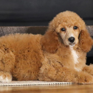 Poodle Puppy Riley