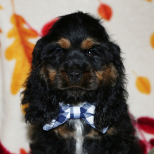 Cocker Spaniel Puppy Oscar