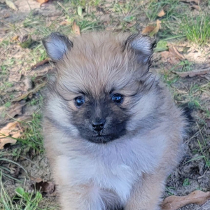 Pomeranian Puppy Breeze