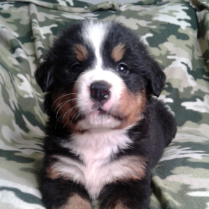 Bernese Mountain Dog Puppy Lucy