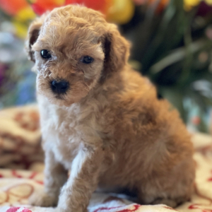 Poodle Puppy Bridget