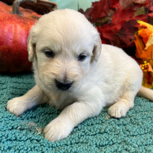 Golden Retriever Puppy Junior