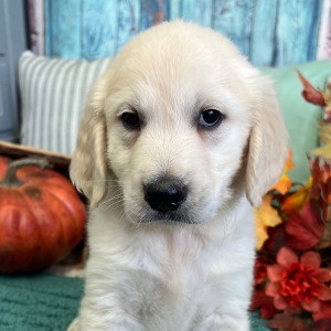 Golden Retriever Puppy Junior