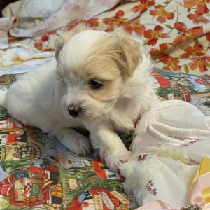 Coton de Tulear Puppy Holly