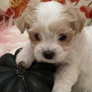 Coton de Tulear Puppy Holly