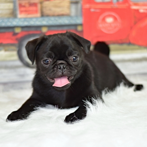 Pug Puppy Missy
