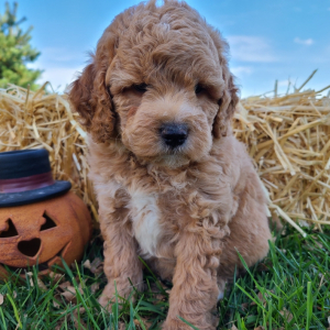 Bichonpoo Puppy Scuba