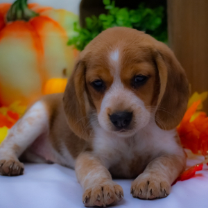Beagle Puppy Candace