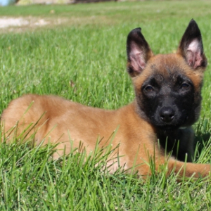 Belgian Malinois Puppy Spangle