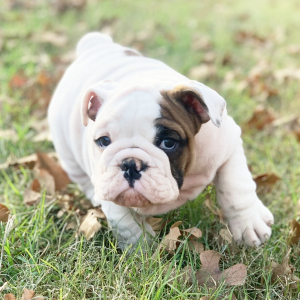 Bulldog Puppy Brody
