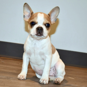 Frenchton Puppy Angel