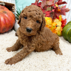 Goldendoodle Puppy Holly Berry