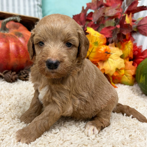 Goldendoodle Puppy Hanna