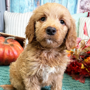 Goldendoodle Puppy Hanna