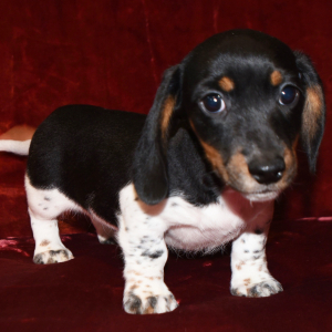 Dachshund Puppy Gibson