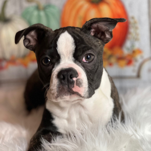 Boston Terrier Puppy Bob