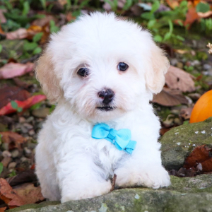 Havanese Puppy Richard