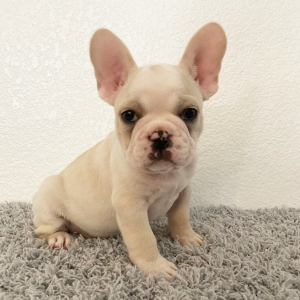 French Bulldog Puppy Baxter
