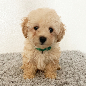 Poodle Puppy Jasmine