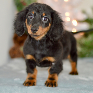 Dachshund Puppy Lane