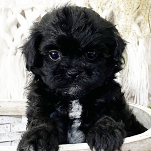 Shihpoo Puppy Tomoli