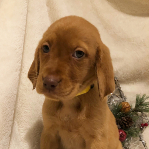 Labrador Retriever Puppy Sally