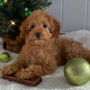 Poodle Puppy Austin