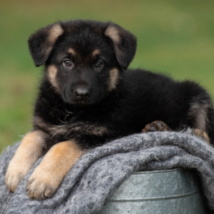German Shepherd Dog Puppy Captain