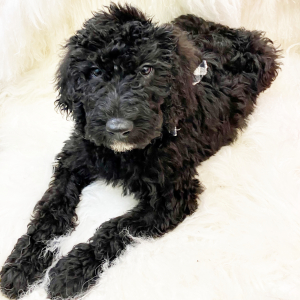 Labradoodle Puppy Blaze
