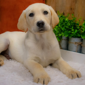 Labrador Retriever Puppy Harley