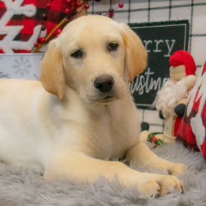 Labrador Retriever Puppy Harley