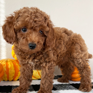 Poodle Puppy Ace