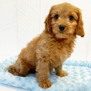 Cavapoo Puppy Emmett