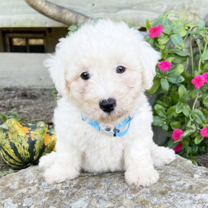 Bichon Frise Puppy Mr Sammy