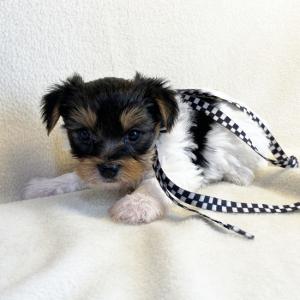 Yorkshire Terrier Puppy Oreo