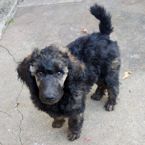 Poodle Puppy Gendry