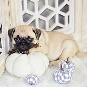 Pug Puppy Rowdy