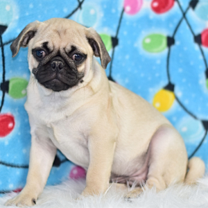 Pug Puppy Rowdy