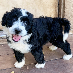 Aussiedoodle Puppy Brandon