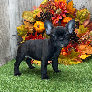 French Bulldog Puppy Fiona