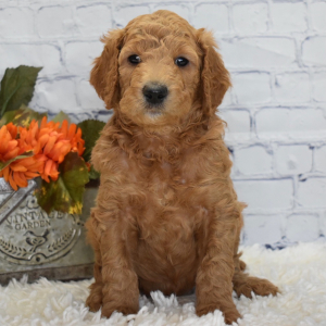 Goldendoodle Puppy Ivan