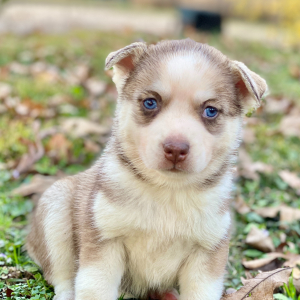 Pomsky Puppy August
