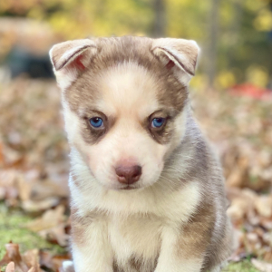 Pomsky Puppy August