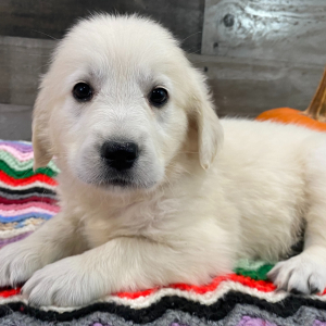 Golden Retriever Puppy Tonya