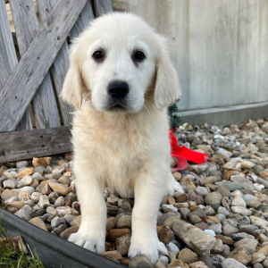 Golden Retriever Puppy Tonya