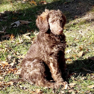 Poodle Puppy Podrick