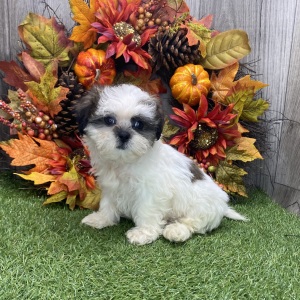 Shih Tzu Puppy Connor