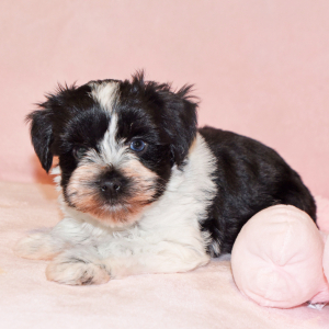 Miniature Schnauzer Puppy Maggie