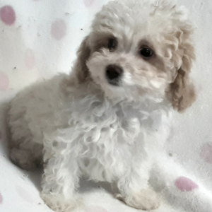 Poodle Puppy Grace