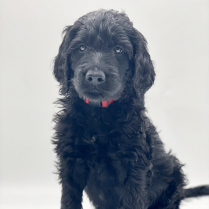 Goldendoodle Puppy Red